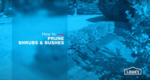How to Prune, Trim & Shape Your Bushes & Shrubs